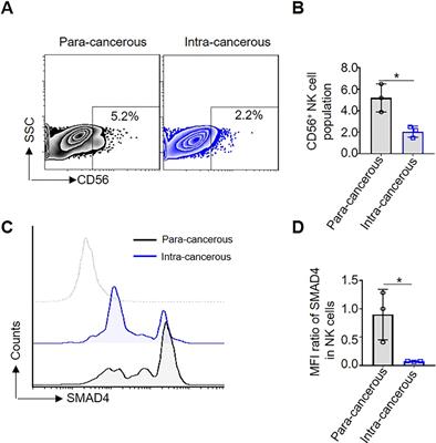 SMAD4 enhances the cytotoxic efficacy of human NK cells against colorectal cancer cells via the m6A reader YTHDF2